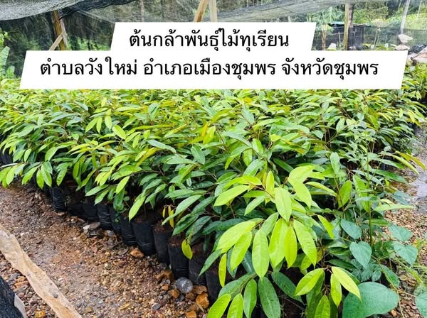 ต้นกล้าพันธ์ุไม้ทุเรียน วังใหม่ ชุมพร
🌿เป็นแหล่งเพาะพันธ์ุและจำหน่ายต้นกล้าทุเรียนหลากหลายชนิด ใหญ่ที่สุดในประเทศไทย เคยได้รับรางวัลที่ 1 ต้นกล้าพันธุ์ไม้ทุเรียนหมอนทอง￼ เป็นอาชีพที่สร้างรายได้ให้กับชาวตำบลวังใหม่เป็นอย่างมาก 
#เที่ยวท้องถิ่น #ของดีบ้านเรา #จังหวัดชุมพร #อำเภอเมืองชุมพร #ทุเรียน #ชุมพร